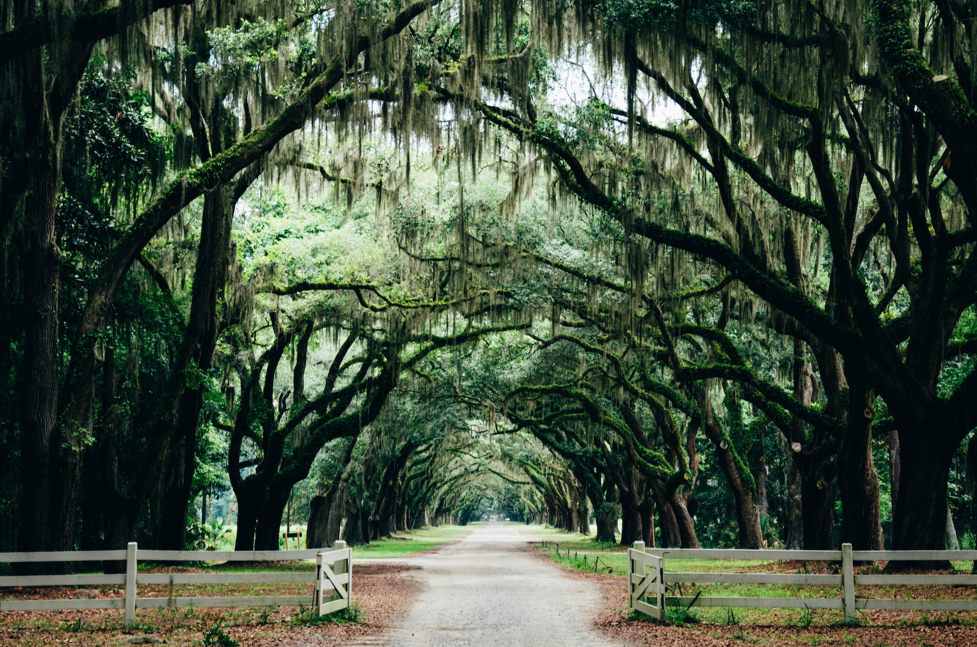 spanish moss covered trees